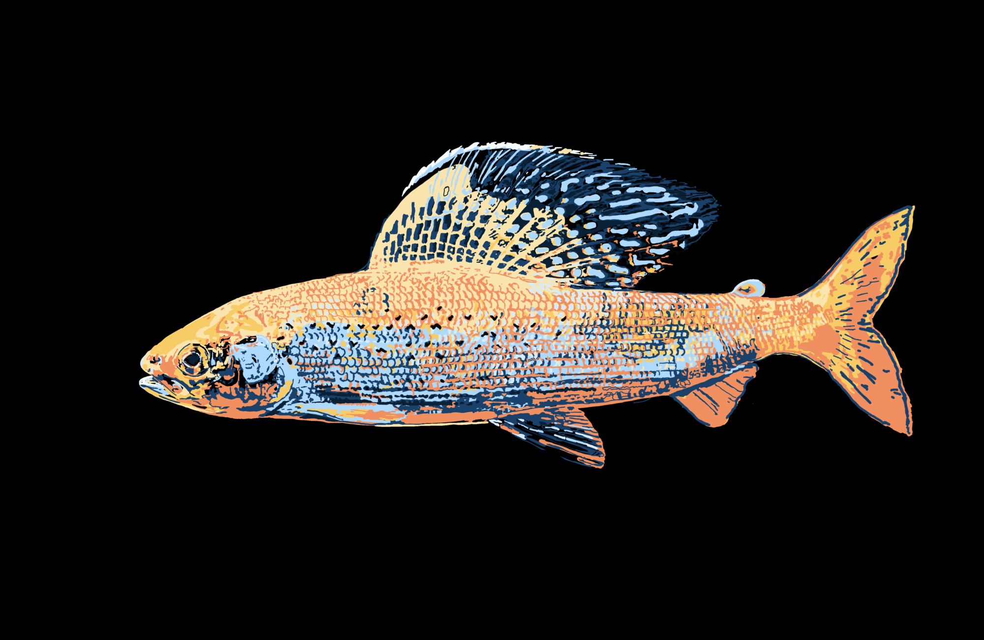 Arctic Grayling