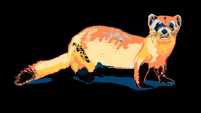 Black-footed Ferret
