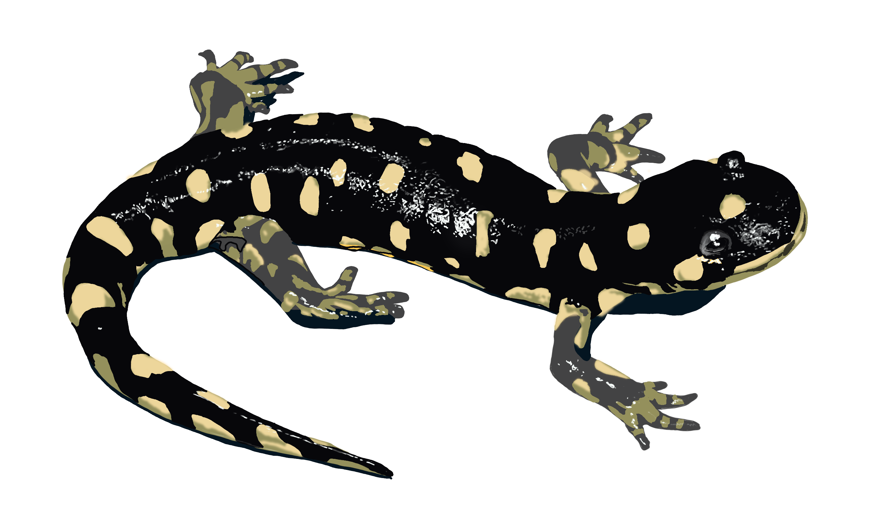 California Tiger Salamander