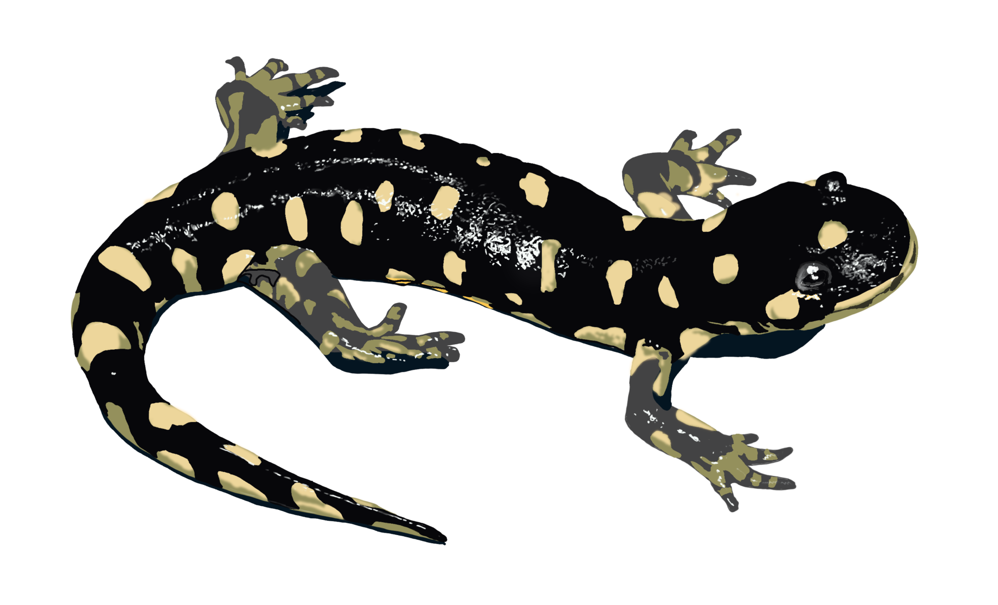 California Tiger Salamander