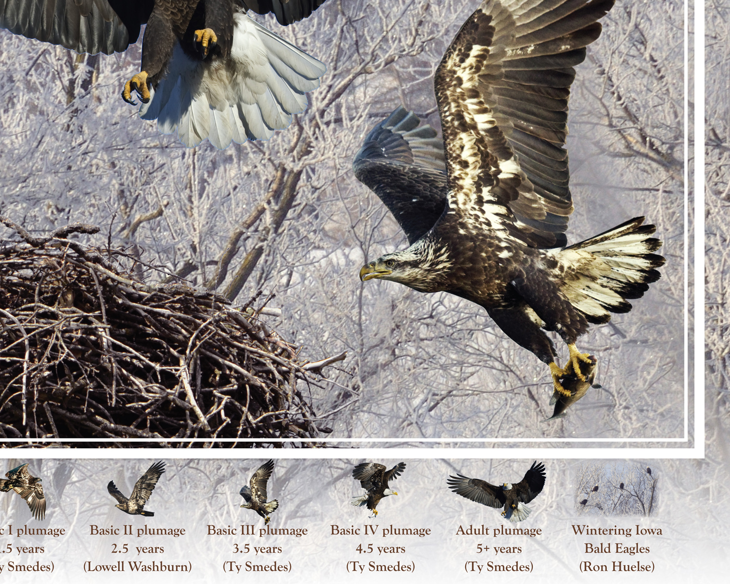 Bald Eagles of Iowa poster, by Billy Reiter