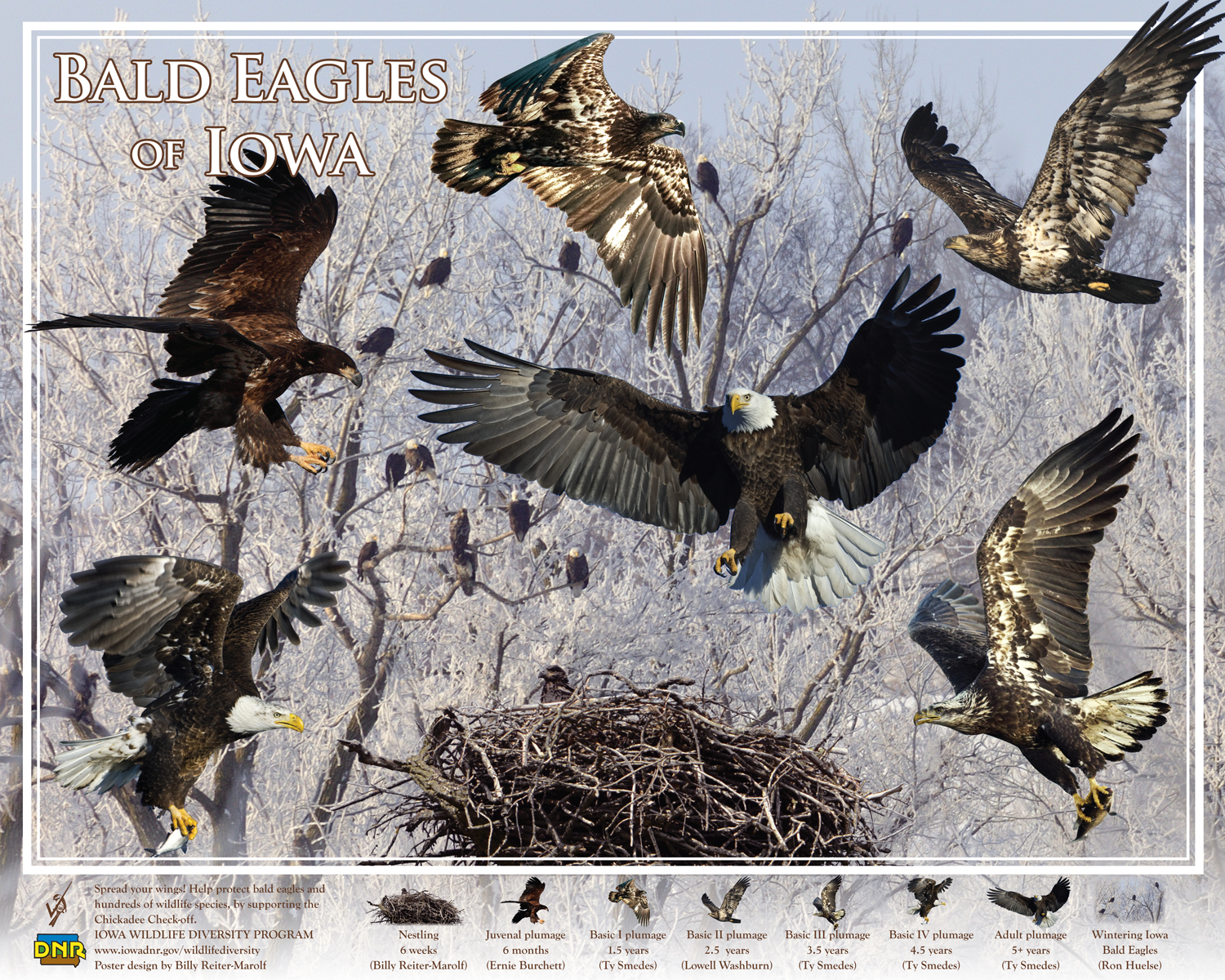 Bald Eagles of Iowa poster, by Billy Reiter