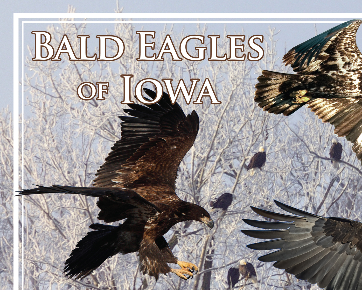 Bald Eagles of Iowa poster, by Billy Reiter