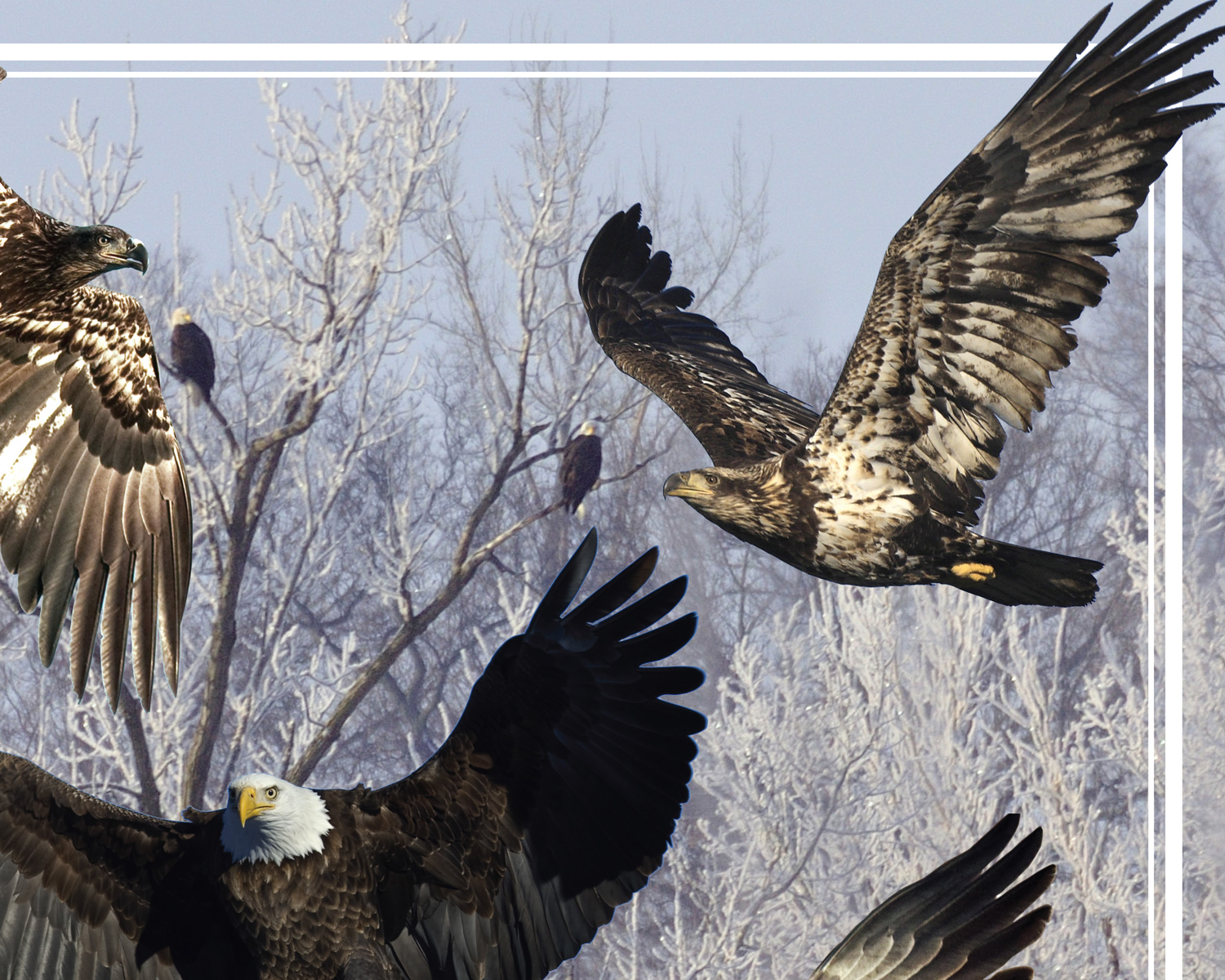Bald Eagles of Iowa poster, by Billy Reiter