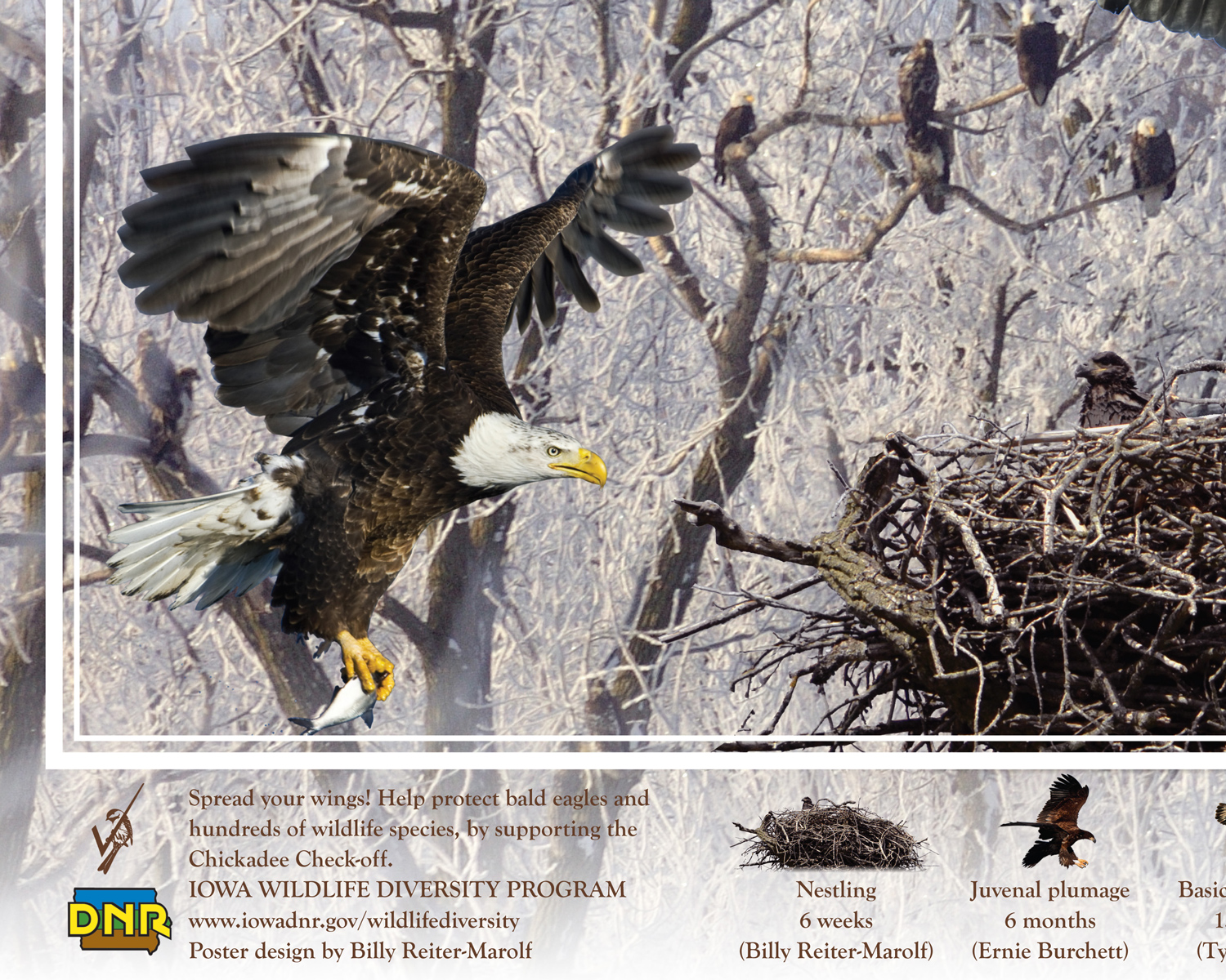 Bald Eagles of Iowa poster, by Billy Reiter