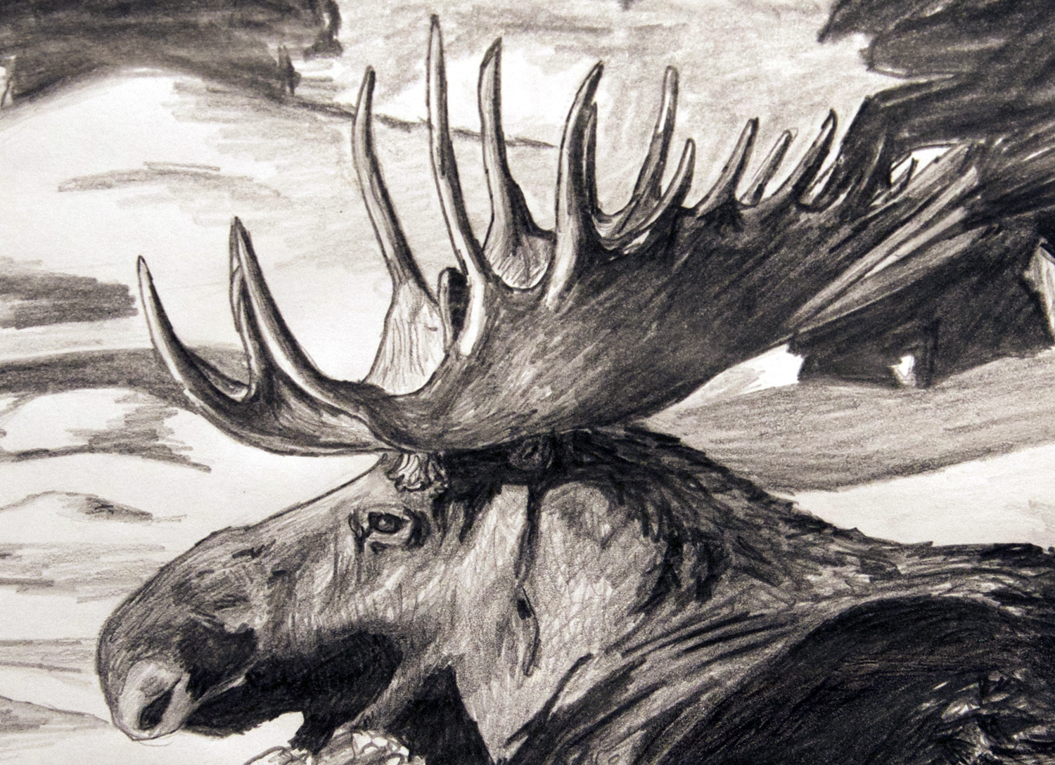 Moose drawing, by Billy Reiter