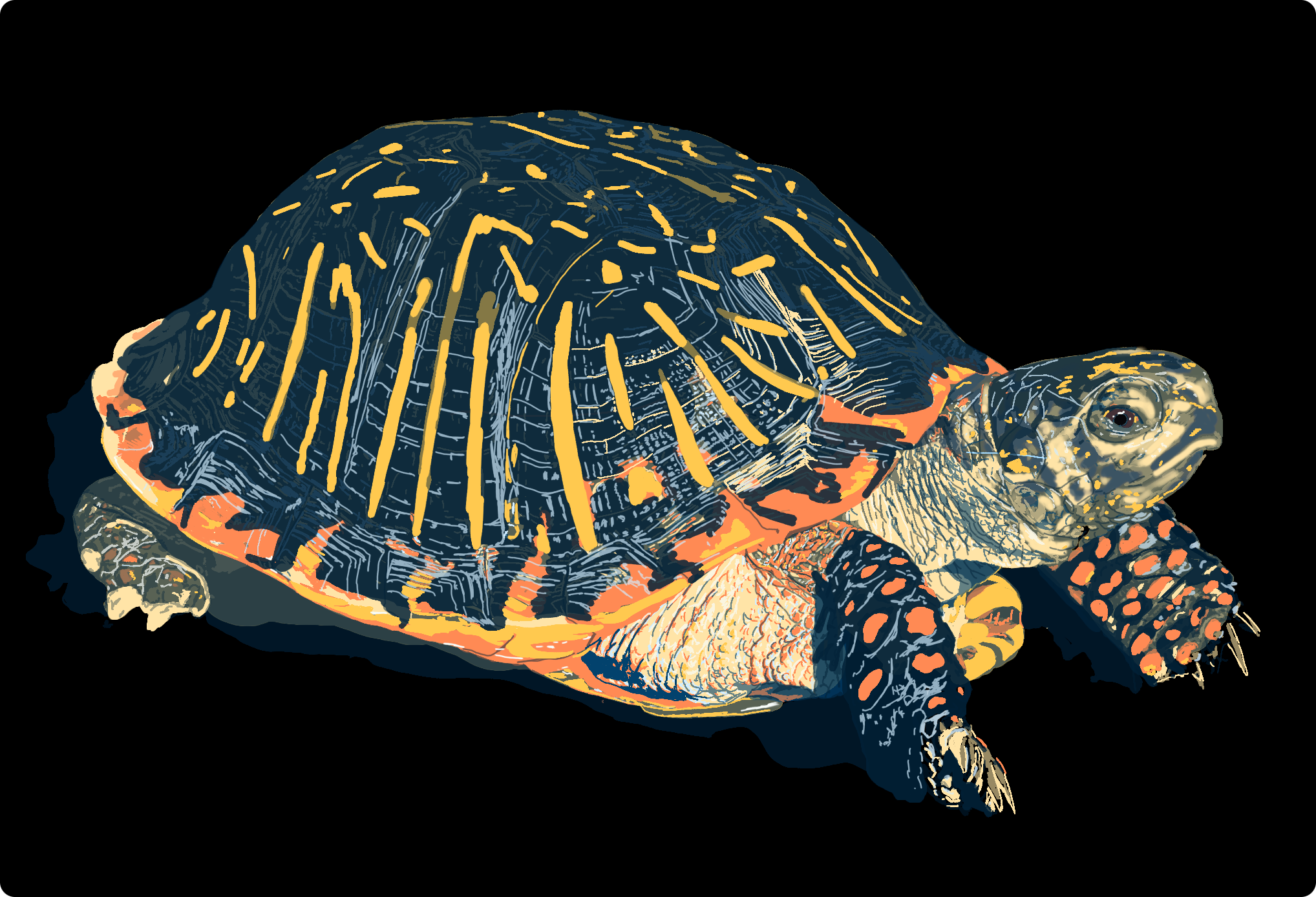 Ornate Box Turtle