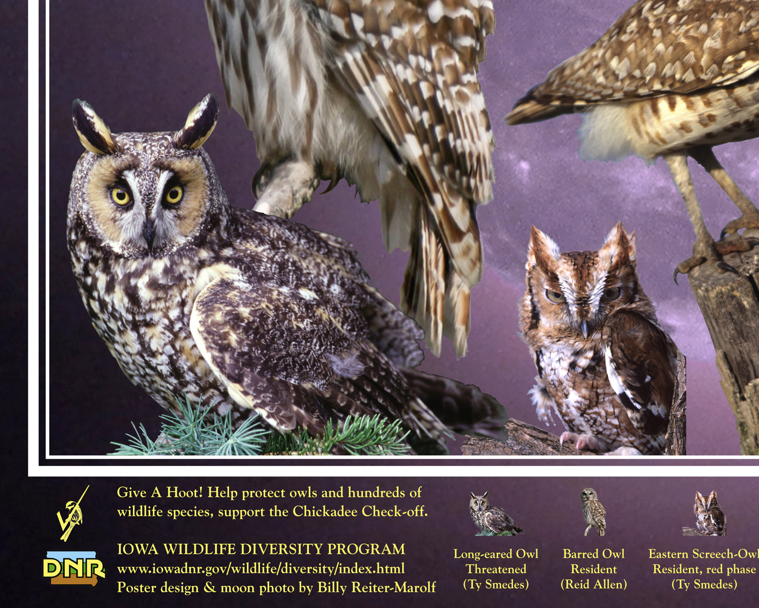 Owls of Iowa poster, by Billy Reiter