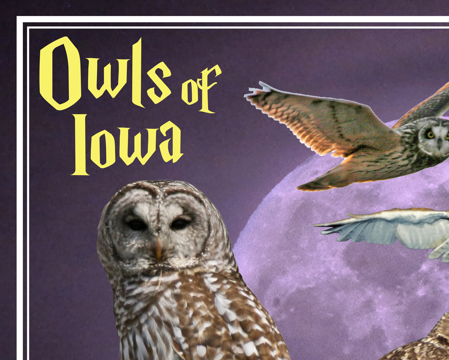 Owls of Iowa poster, by Billy Reiter