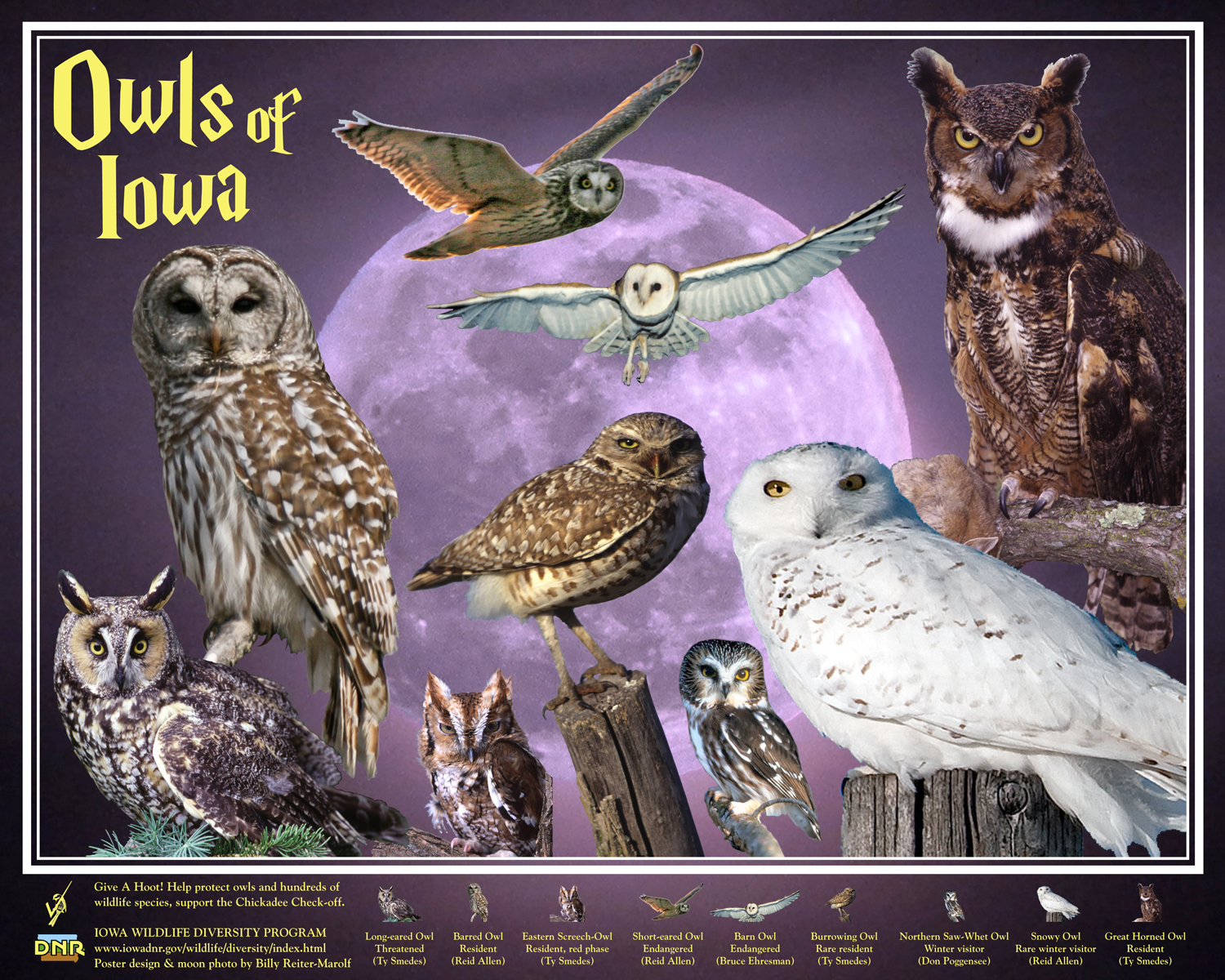 Owls of Iowa poster, by Billy Reiter