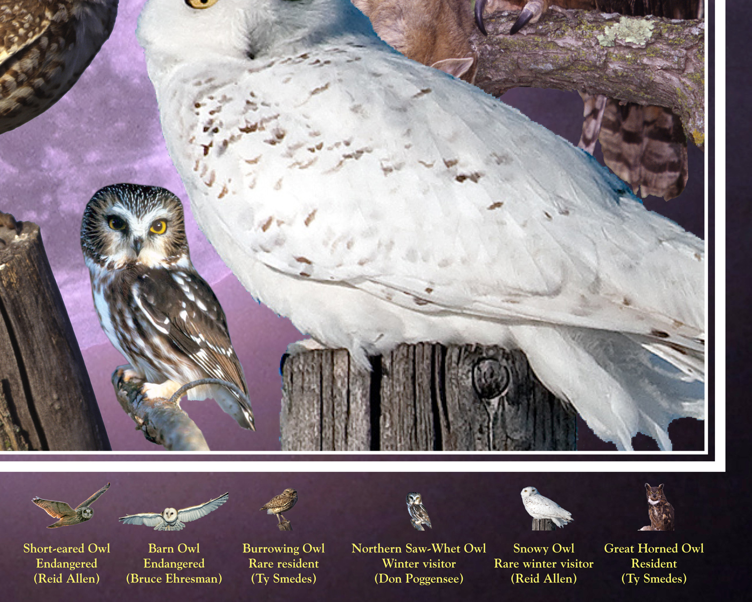 Owls of Iowa poster, by Billy Reiter