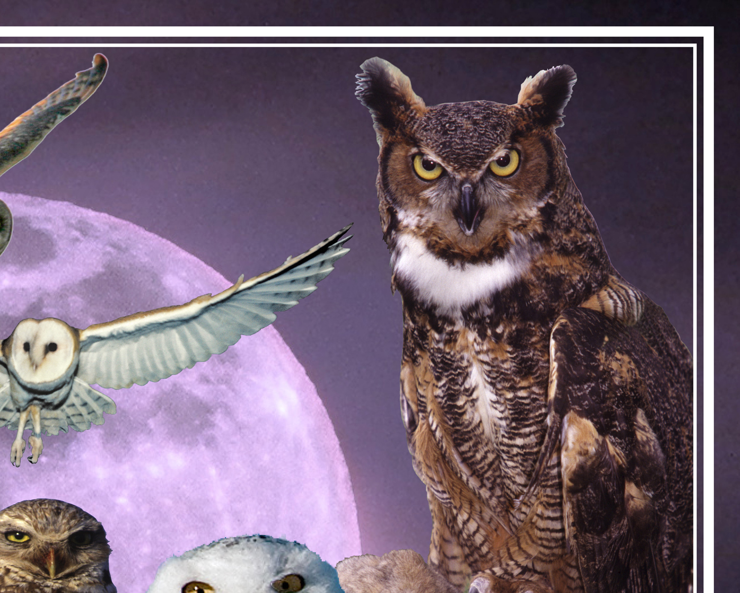 Owls of Iowa poster, by Billy Reiter