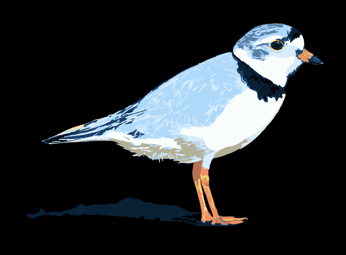 Piping Plover