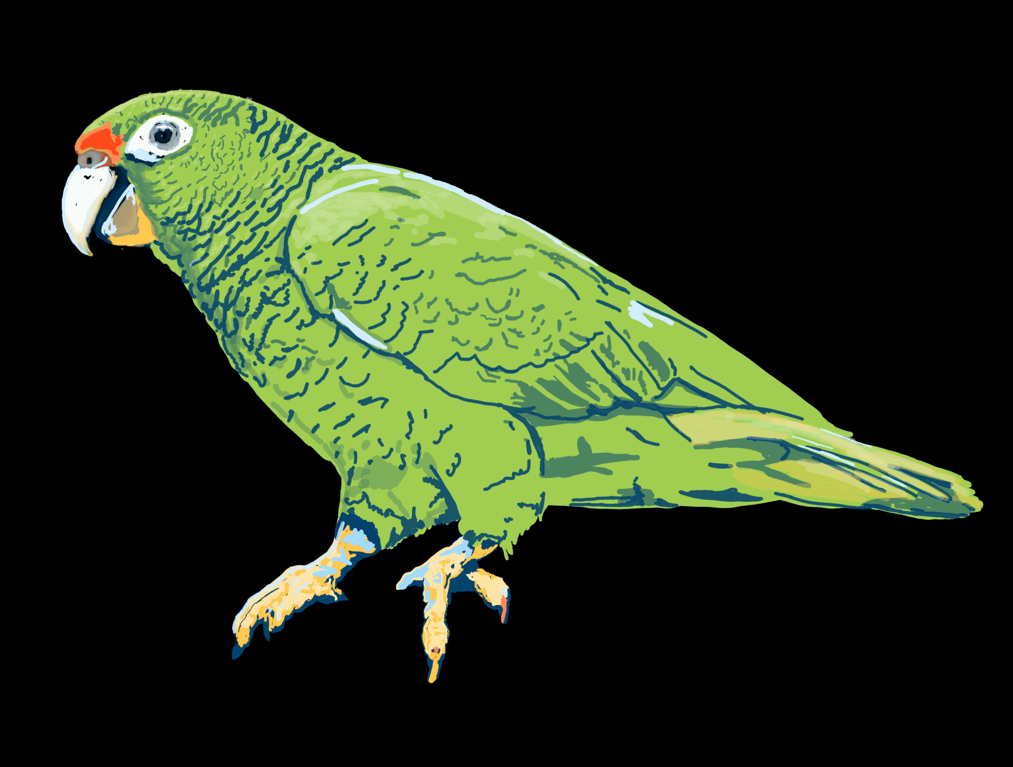 Puerto Rican Parrot