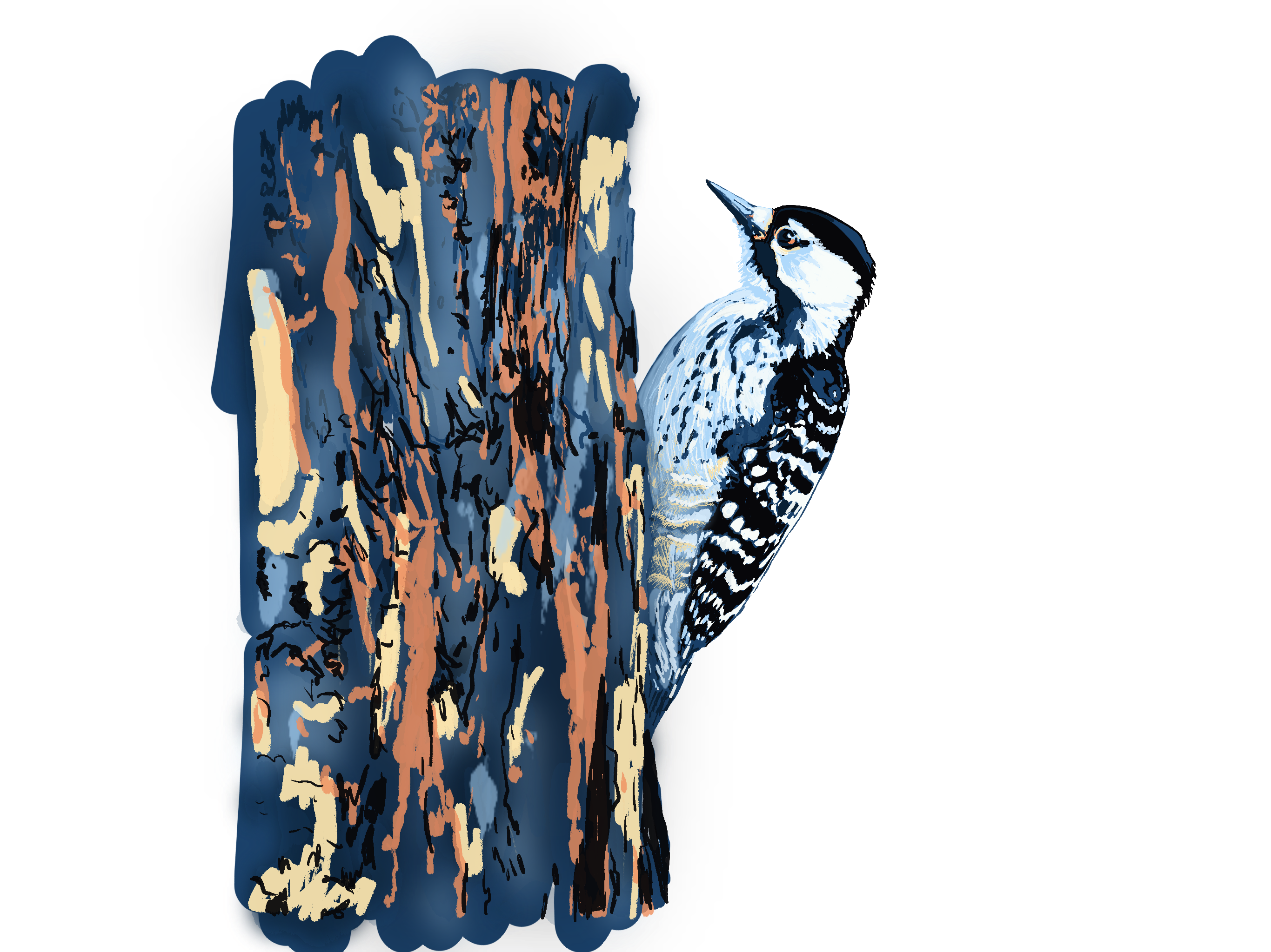 Red-cockaded Woodpecker on trunk