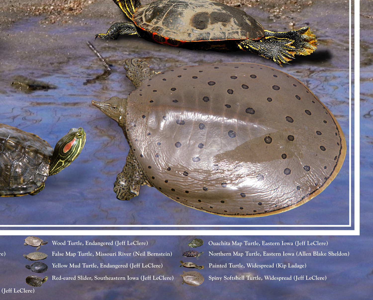Turtles of Iowa poster, by Billy Reiter