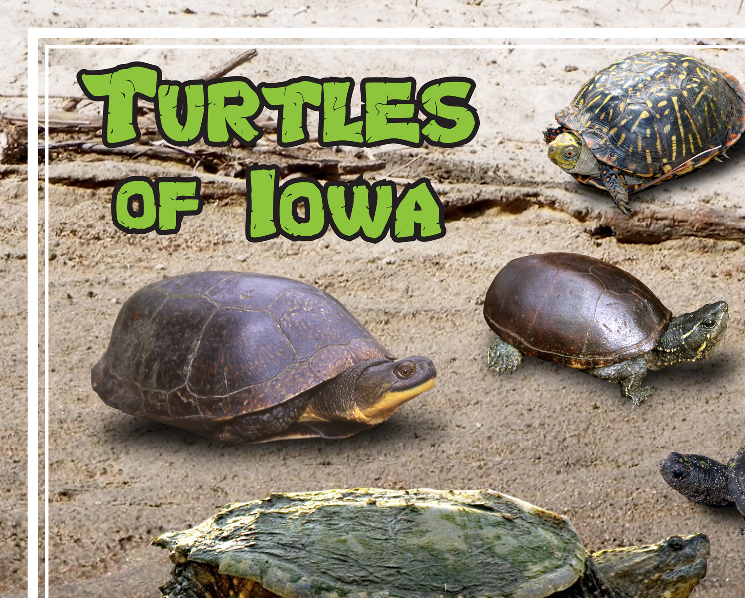 Turtles of Iowa poster, by Billy Reiter