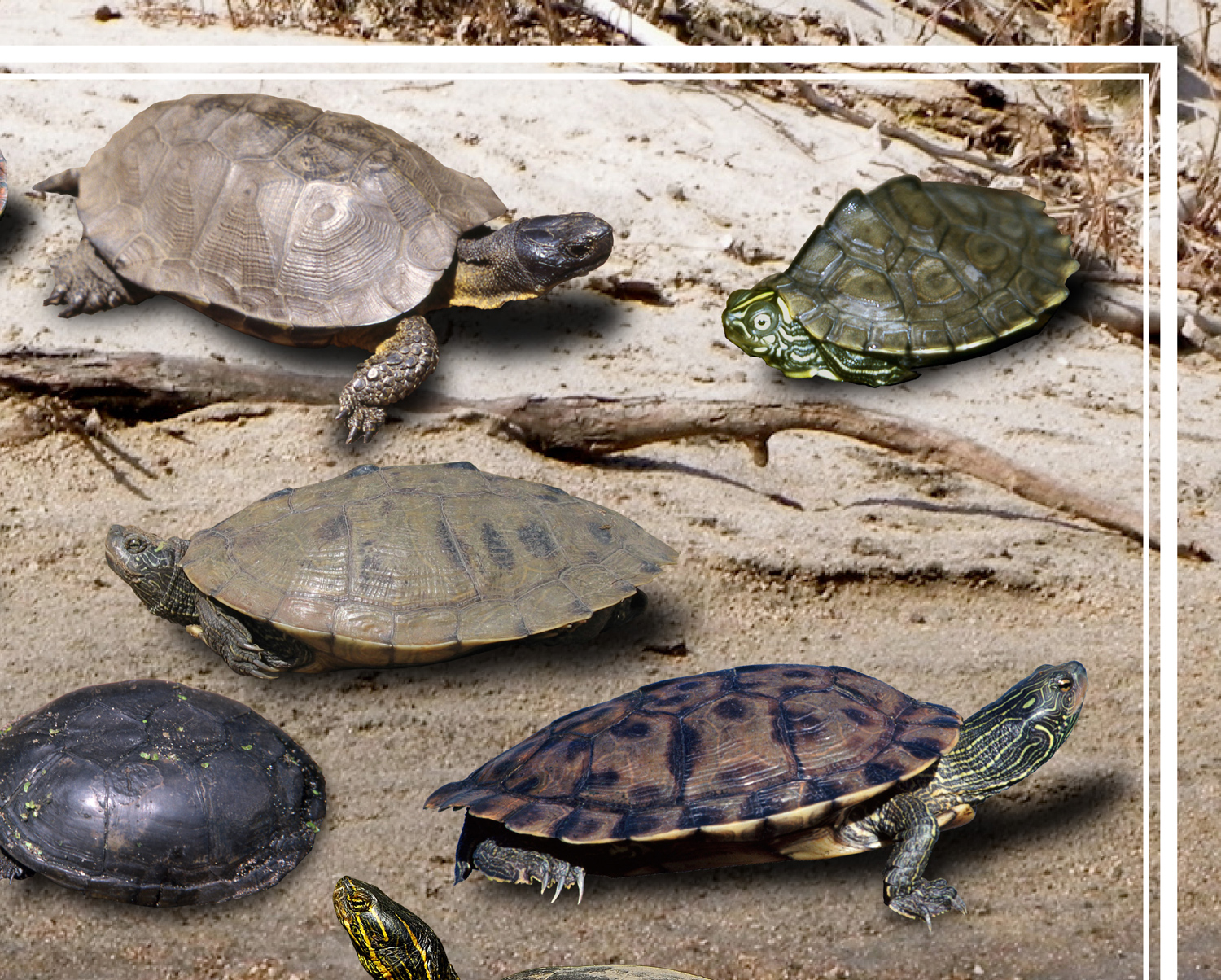 Turtles of Iowa poster, by Billy Reiter
