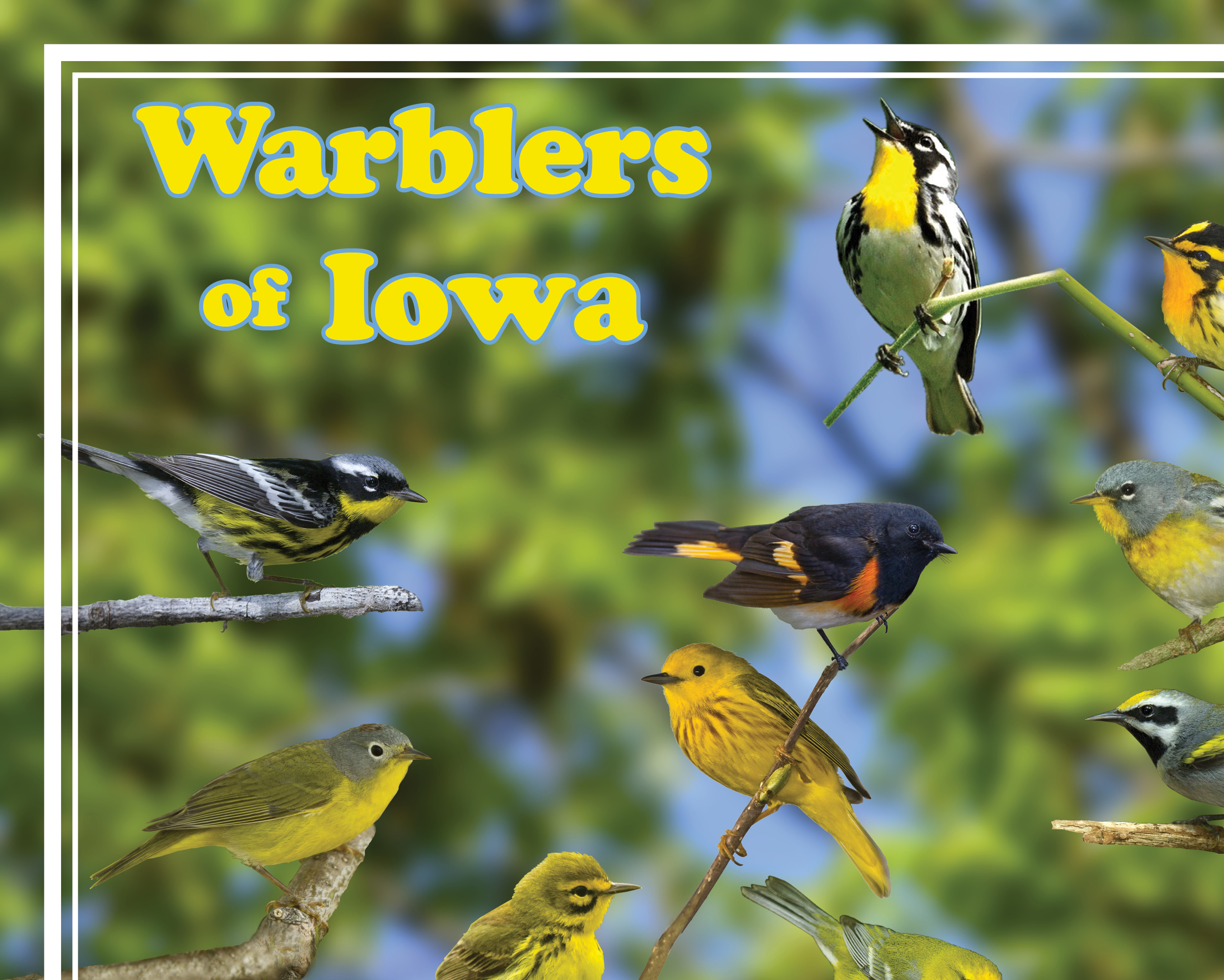 Warblers of Iowa poster, by Billy Reiter