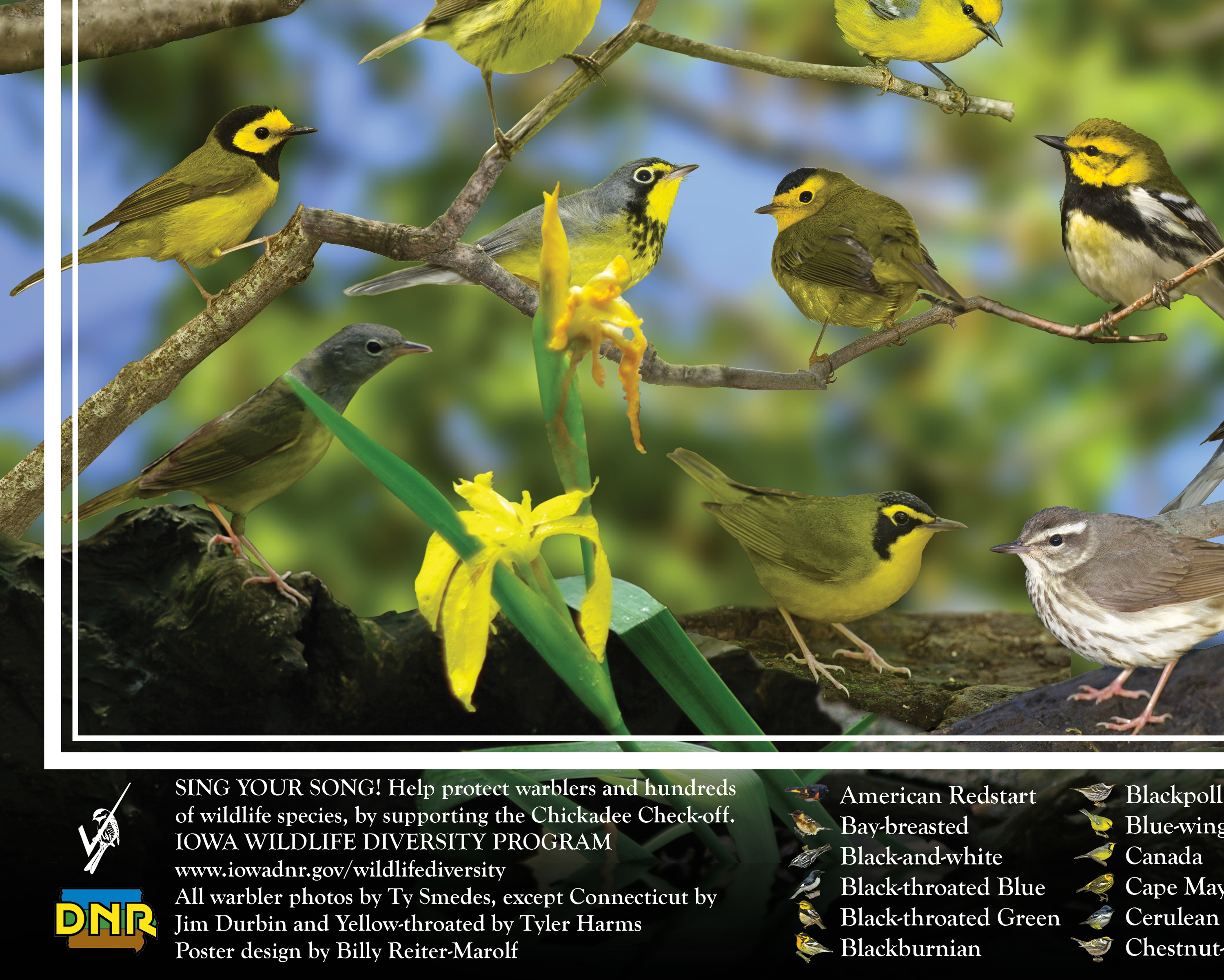 Warblers of Iowa poster, by Billy Reiter
