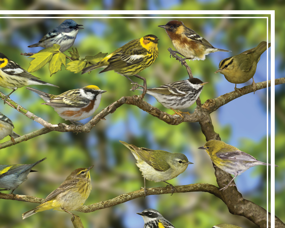 Warblers of Iowa poster, by Billy Reiter