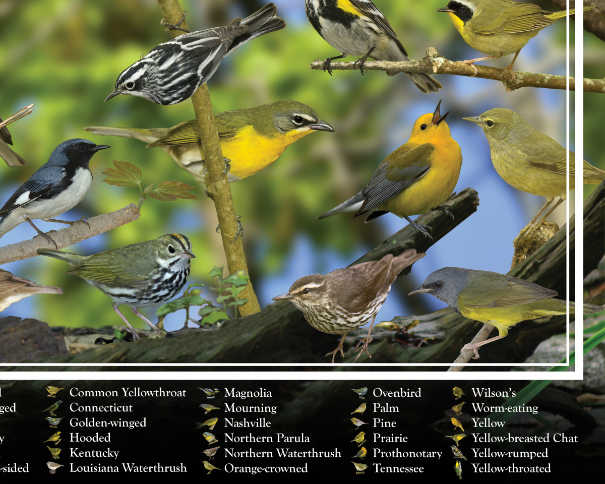 Warblers of Iowa poster, by Billy Reiter