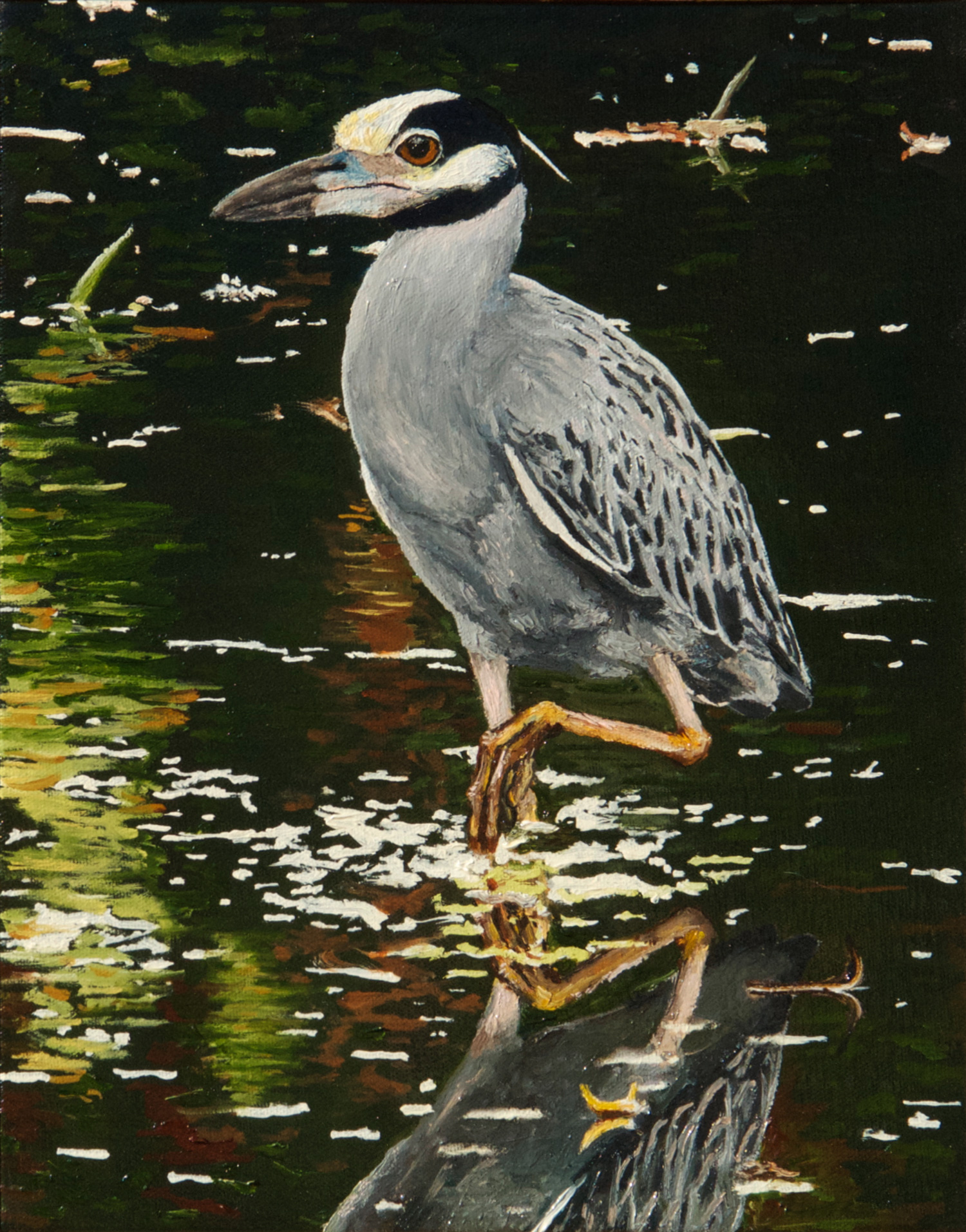 Yellow-crowned Night Heron oil painting, by Billy Reiter