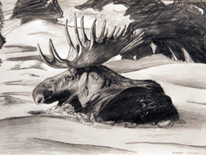 Moose drawing, graphite on paper, 9.5"x7.5", © 2004 Billy Reiter