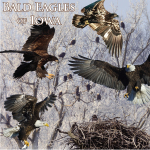Bald Eagles of Iowa poster, by Billy Reiter