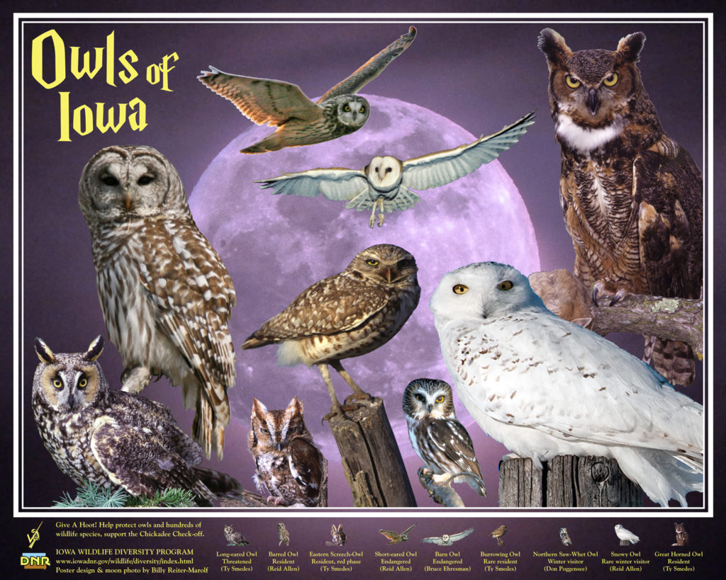 Owls of Iowa poster, designed for the Iowa DNR Wildlife Diversity Program, 20"x16", poster design and moon photo © 2010 Billy Reiter-Marolf