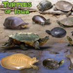 Turtles of Iowa poster, by Billy Reiter