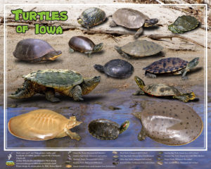Turtles of Iowa, designed for the Iowa DNR Wildlife Diversity Program, 20"x16", poster design and stream photo © 2011 Billy Reiter-Marolf
