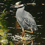 Yellow-crowned Night Heron oil painting, by Billy Reiter