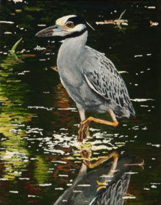Yellow-crowned Night Heron oil painting, by Billy Reiter