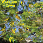 Warblers of Iowa poster, by Billy Reiter