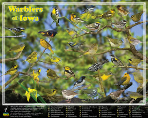 Warblers of Iowa, poster designed for the Iowa DNR Wildlife Diversity Program, 20"x16", poster design © 2015 Billy Reiter-Marolf