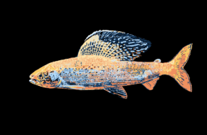 Fluvial Arctic Grayling, digital painting, 17.15″x11.15", © 2023 Billy Reiter
Created for the U.S. Fish and Wildlife Service, Partners for Fish and Wildlife Program's 35th Anniversary Evaluation Summary.