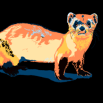 Black-footer Ferret, digital painting, by Billy Reiter
