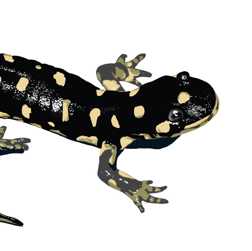 California Tiger Salamander, digital painting, 11.3″x8.5" © 2023 Billy Reiter-Marolf, created for the U.S. Fish and Wildlife Service, Partners for Fish and Wildlife Program's 35th Anniversary Evaluation Summary.