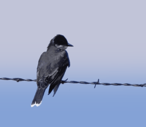 Eastern Kingbird Highway, digital painting, 15"x11", © 2023 Billy Reiter