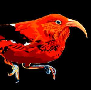 Hawaiian honeycreeper, digital painting, 9″x5.6" © 2023 Billy Reiter-Marolf, created for the U.S. Fish and Wildlife Service, Partners for Fish and Wildlife Program's 35th Anniversary Evaluation Summary.