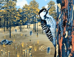 Red-cockaded Woodpecker in Longleaf Pine Forest, digital painting, 11.3″x8.75″, © 2023 Billy Reiter-Marolf, Created for the U.S. Fish and Wildlife Service, Partners for Fish and Wildlife Program's 35th Anniversary Evaluation Summary.