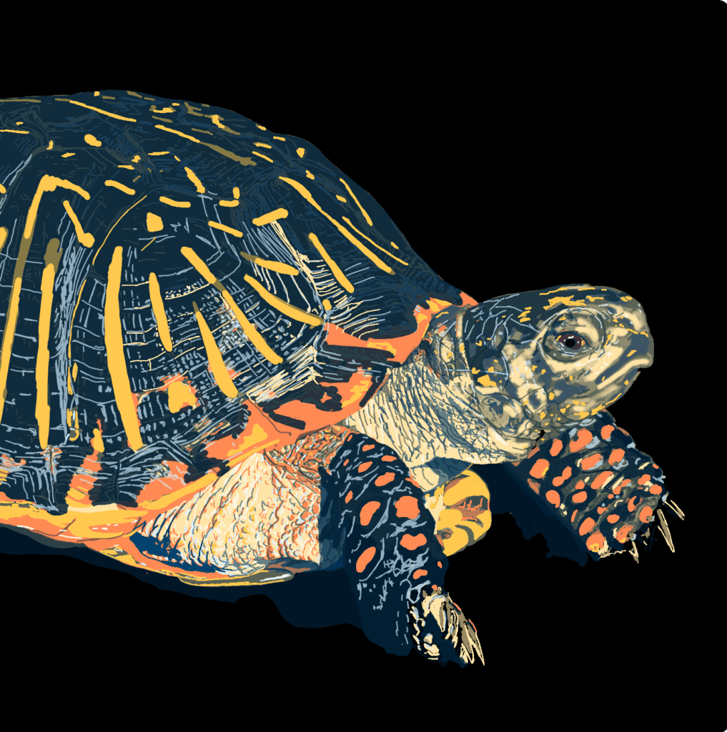 Ornate Box Turtle, digital painting, 6.8″x4.6" © 2023 Billy Reiter-Marolf, created for the U.S. Fish and Wildlife Service, Partners for Fish and Wildlife Program's 35th Anniversary Evaluation Summary.