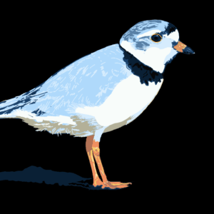 Piping Plover, digital painting, 3.75″x2.76" © 2023 Billy Reiter-Marolf, created for the U.S. Fish and Wildlife Service, Partners for Fish and Wildlife Program's 35th Anniversary Evaluation Summary.