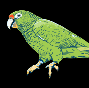 Puerto Rican Parrot, digital painting, 11.3″x8.5" © 2023 Billy Reiter-Marolf, created for the U.S. Fish and Wildlife Service, Partners for Fish and Wildlife Program's 35th Anniversary Evaluation Summary.