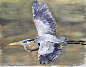 Great Blue Heron, oil pastels and acrylic paint on canvas, 25.5″x19.5″, © 2013 Billy Reiter