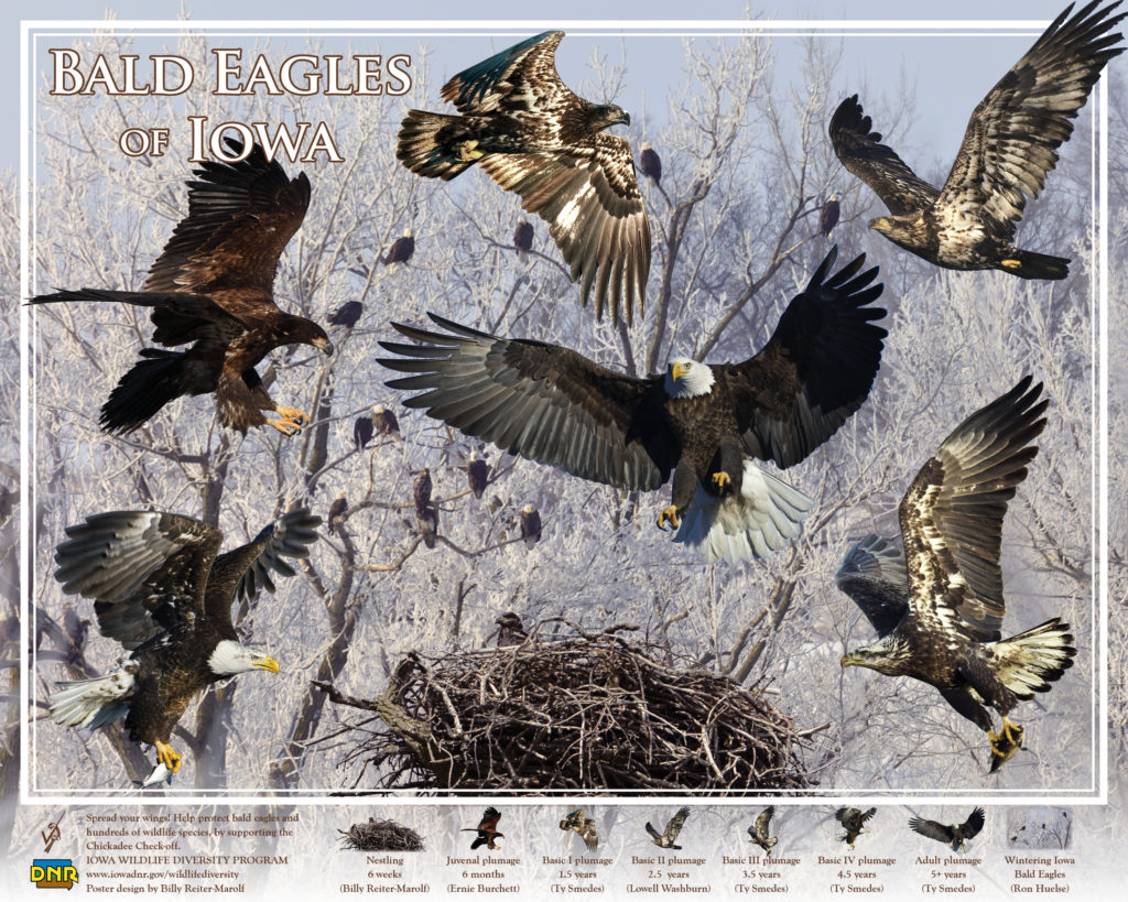 Bald Eagles of Iowa, designed for the Iowa DNR Wildlife Diversity Program, 20"x16", poster design and nestling photo © 2013 Billy Reiter-Marolf