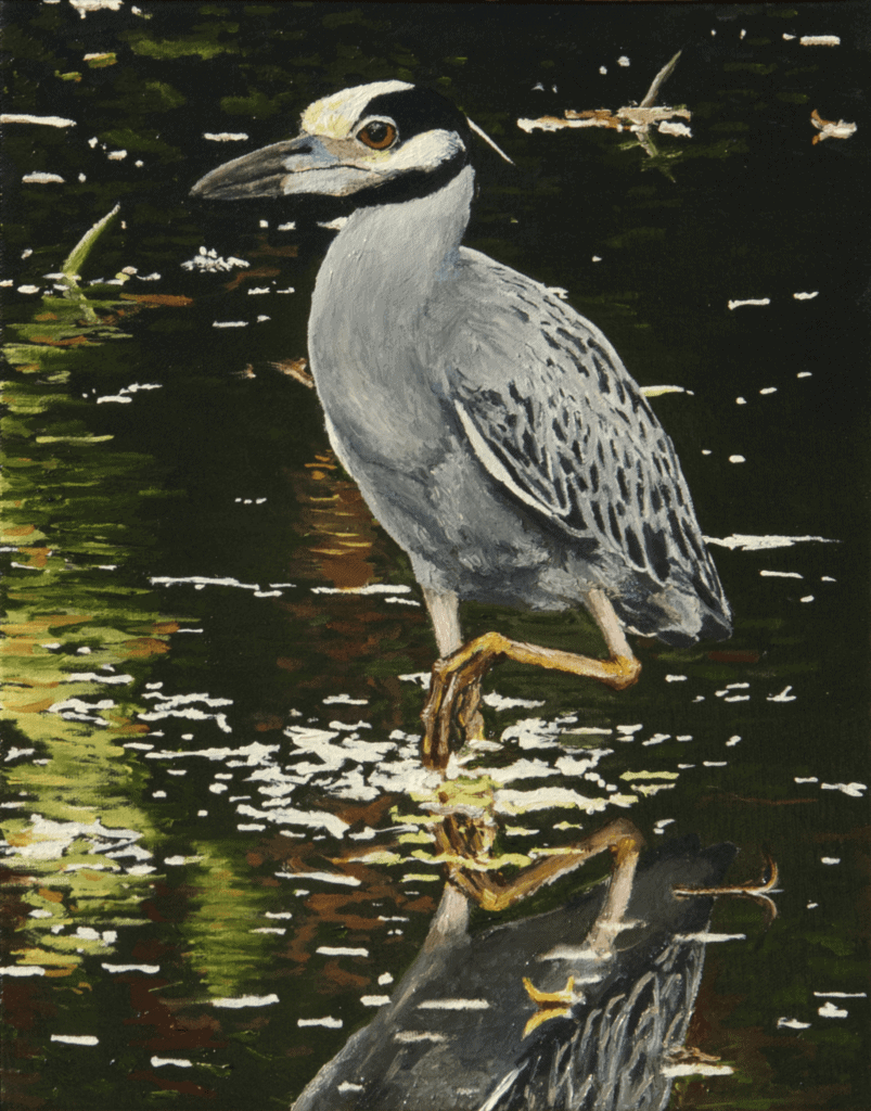 Yellow-crowned Night Heron oil paint on canvas, 10.8"x13.9", © 2013 Billy Reiter