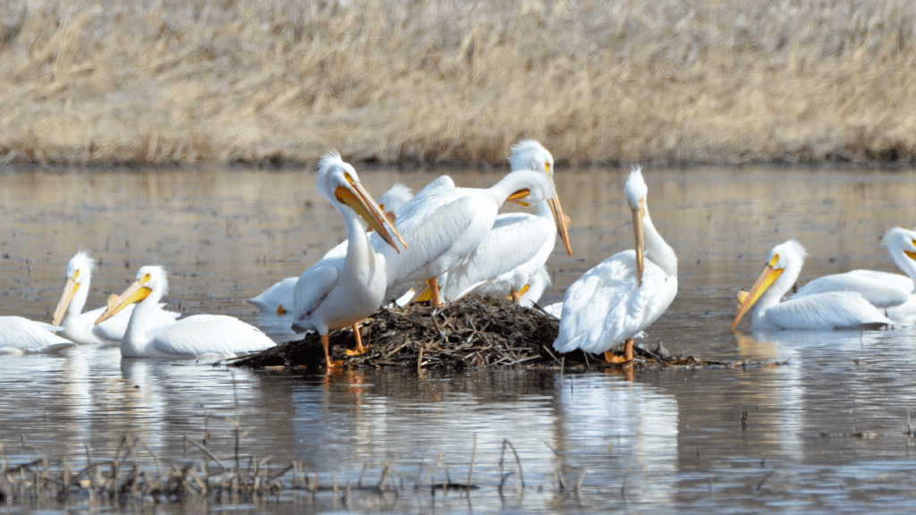 American White Pelicans #3, Reno Bottoms, Pool 9, Minnesota ©2024 Billy Reiter-Marolf