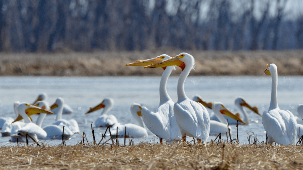 American White Pelicans #2, Reno Bottoms, Pool 9, Minnesota ©2024 Billy Reiter-Marolf